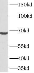TMEM108 Antibody - BSA Free