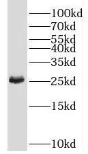 TMED4 Antibody - BSA Free