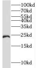 TMED3 Antibody - BSA Free