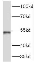 TMCO6 Antibody - BSA Free