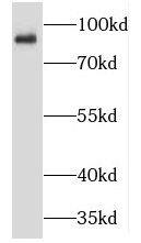TMCC2 Antibody - BSA Free