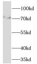 TMCC1 Antibody - BSA Free