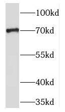 TM9SF4 Antibody - BSA Free