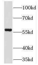 TM7SF2 Antibody - BSA Free