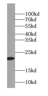 TIMM23 Antibody - BSA Free