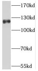 THRAP3 Antibody - BSA Free
