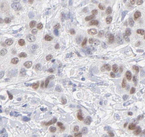 THOC5 Antibody - BSA Free