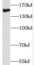 THOC2 Antibody - BSA Free