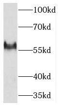 THNSL2 Antibody - BSA Free