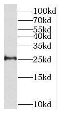 THEM4 Antibody - BSA Free