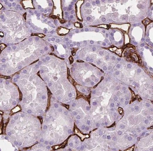 THEM2 Antibody - BSA Free