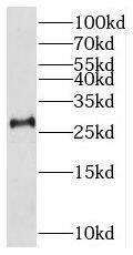 THAP2 Antibody - BSA Free