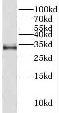 THAP10 Antibody - BSA Free