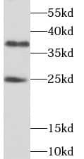 THAP1 Antibody - BSA Free