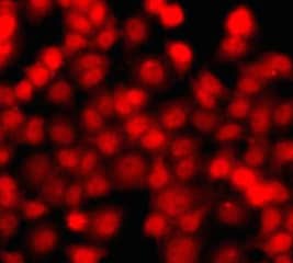 THAP1 Antibody - BSA Free