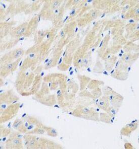 Transglutaminase 5 Antibody - BSA Free