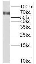 TFEC Antibody - BSA Free