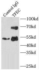 TFEC Antibody - BSA Free