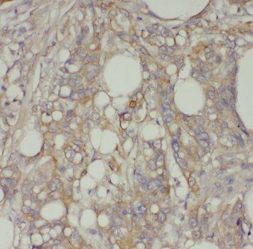 TFEC Antibody - BSA Free
