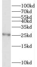 Testis expressed 38 Antibody - BSA Free