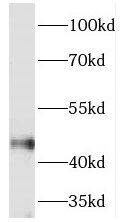 TEX28 Antibody - BSA Free