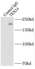 Tex14 Antibody - BSA Free