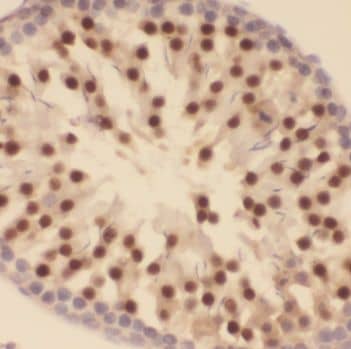 TEX13A Antibody - BSA Free