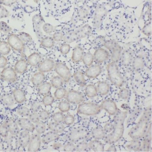 TEX12 Antibody - BSA Free