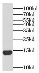 TEX12 Antibody - BSA Free