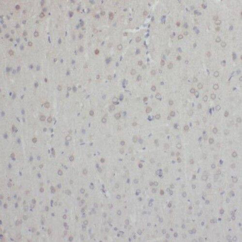 TEX10 Antibody - BSA Free