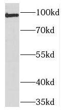 TEX10 Antibody - BSA Free