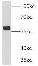 TESPA1 Antibody - BSA Free