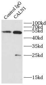 Calneuron 1 Antibody - BSA Free