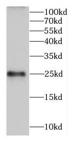 Calneuron 1 Antibody - BSA Free