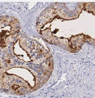 Calneuron 1 Antibody - BSA Free
