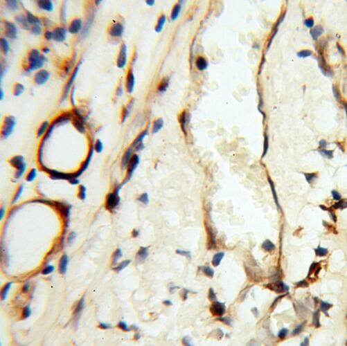 TEKT2 Antibody - BSA Free