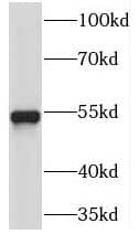 TEKT2 Antibody - BSA Free