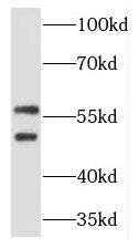 TCP11 Antibody - BSA Free