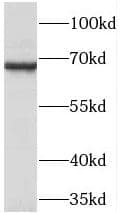 TCIRG1 Antibody - BSA Free