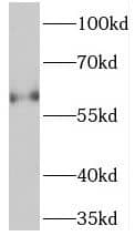 TCHP Antibody - BSA Free