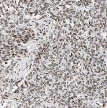 TCEAL7 Antibody - BSA Free