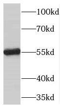 TBX15 Antibody - BSA Free