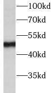 TBRG1 Antibody - BSA Free