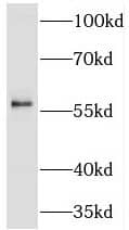 TBL1 Antibody - BSA Free