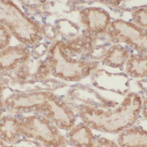 TBC1D23 Antibody - BSA Free