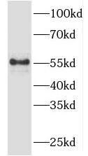 TBC1D19 Antibody - BSA Free