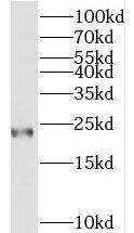 Transgelin-3 Antibody - BSA Free