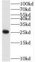 TAF9 Antibody - BSA Free