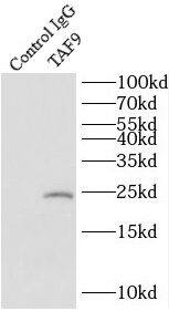 TAF9 Antibody - BSA Free