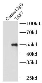 TAF7 Antibody - BSA Free